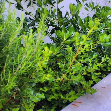 Apartamento Sunset Luxury Verga Kalamata